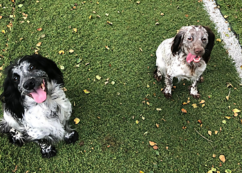 Crinan Kennels & Cattery