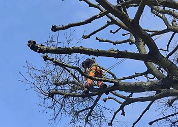 Crown Care Tree Surgeons