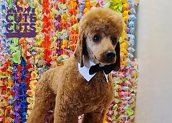 Cute Cuts Dog Grooming