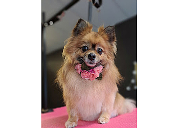 Cuties Dog Grooming Salon