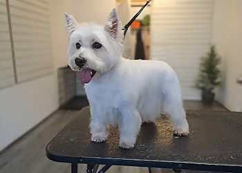 Cuties Dog Grooming Salon