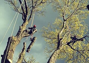 Cutting Edge Tree Care