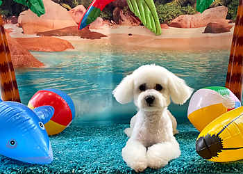 Cwtsh Y Ci Bespoke Dog Grooming