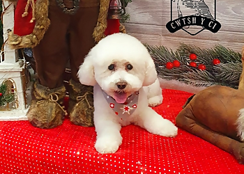 Cwtsh Y Ci Bespoke Dog Grooming