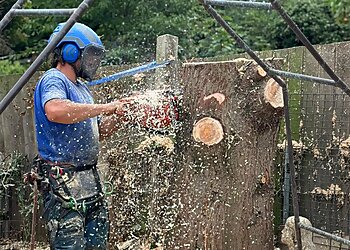 DLH Tree Surgeon & All Clearance