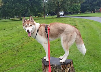 D.O.P.E Dog Training