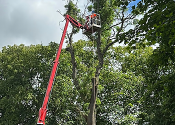 DT tree surgeons