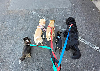 Daisy's Pals Daisy's Pals