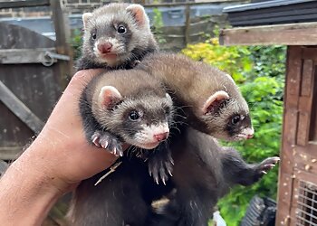 Daleside Pest Control