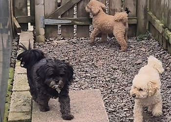 Damhead Boarding Kennels