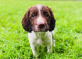 Damian Riley Dog Training