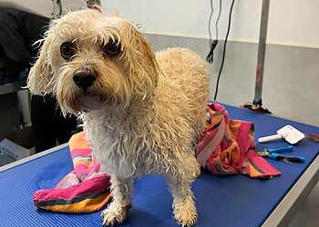 Dandini's Dog Grooming