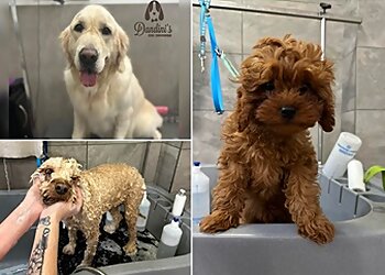 Dandini's Dog Grooming