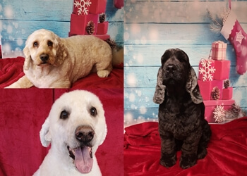 Dandy's Dog Grooming