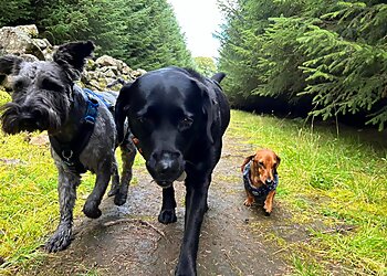 Danestone Dog Walking