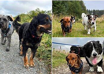 Danestone Dog Walking