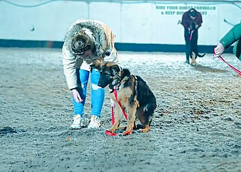 Sefton dog trainers Danielles Dog Training image 1