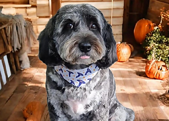 Darcys Dog Grooming Salon