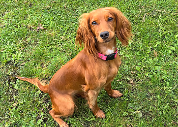 Darcys Dog Grooming Salon