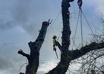 Dartmoor Tree Surgeons Ltd.