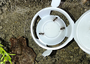 Deadbug Pest Control Ltd