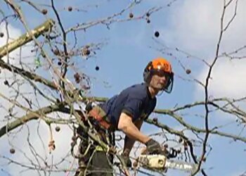 Dean Eagles Tree Care Services