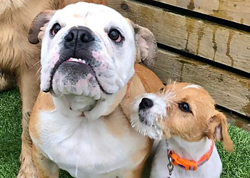 DebbieDuz Dog Boarding