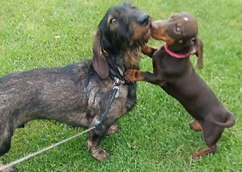 DebbieDuz Dog Boarding