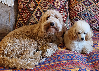 DebbieDuz Dog Boarding