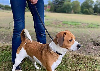 Delvallie Boarding Kennels