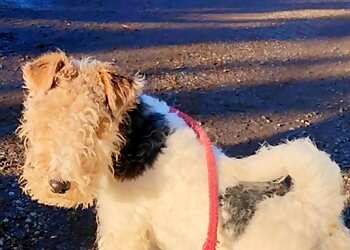 Delvallie Boarding Kennels