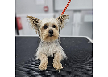 Dirty Dogs Grooming Centre