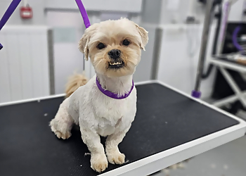 Dirty Dogs Grooming Centre