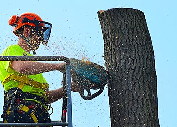 Discount Tree Services Ltd.