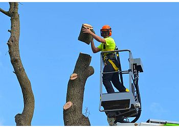 Discount Tree Services