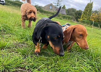 Disley Hound And Home