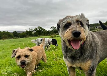 Disley Hound And Home