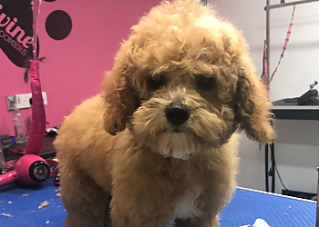 Divine Dog Groomers Ltd