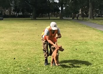 Dog Behaviourist & Owner Training