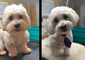 Dog Grooming Psi Fryzjer