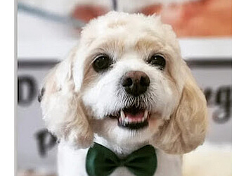 Dog Grooming Psi Fryzjer