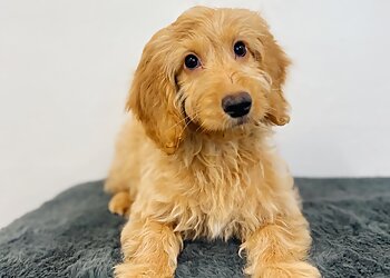 Dog Grooming & Styling By Finn