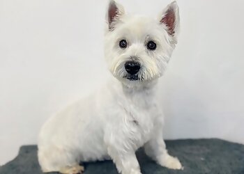 Dog Grooming & Styling By Finn