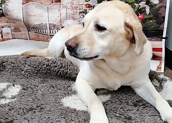 Dog Grooming by Julia