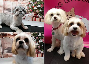 Dog Grooming by Julia