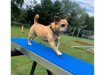 Dog Training Centre of Excellence