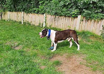 Dog Training by Mark