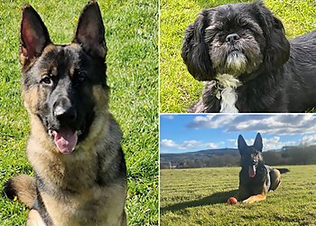 Dog Training by Mark