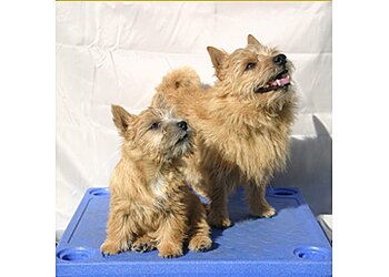 Dog Training for Essex & Suffolk