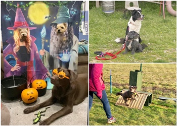 Dog Training for Essex & Suffolk